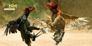 Gà Chọi C1 Những Thông Tin Bổ Ích Về Chiến Kê Chuyên Nghiệp